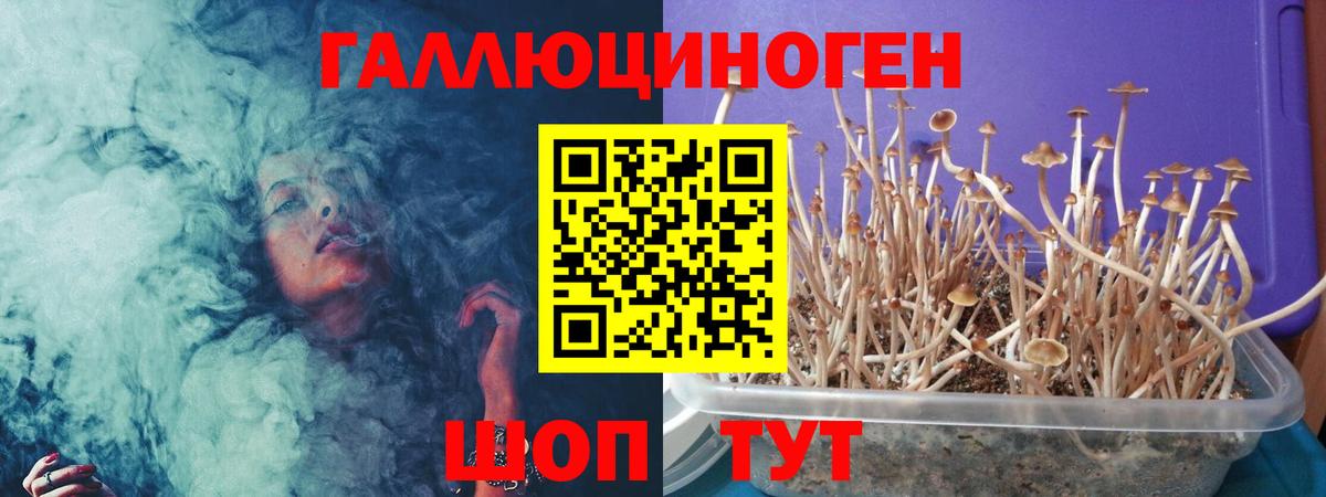 Галлюциногенные грибы Psilocybine cubensis Торжок